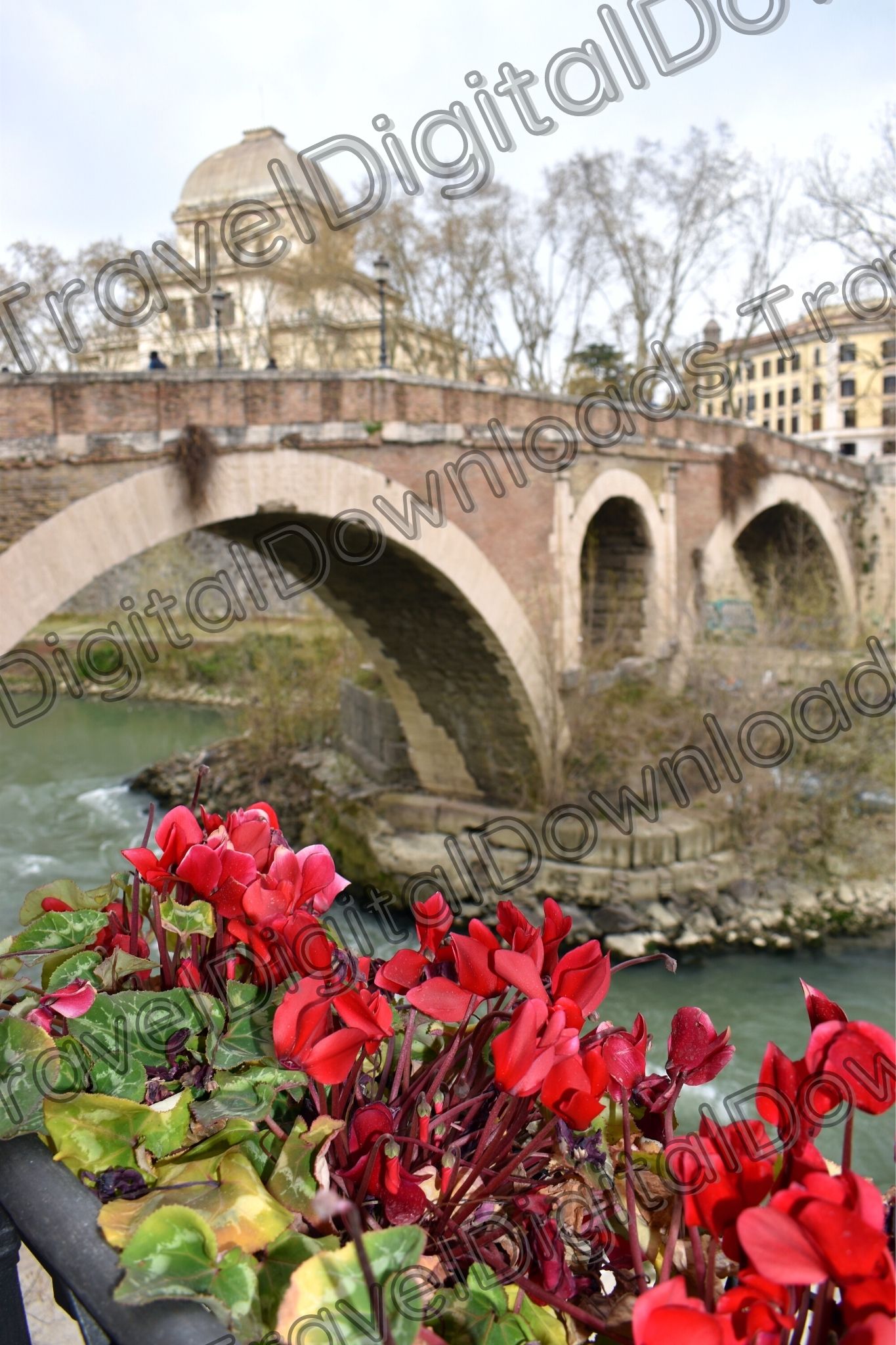 Rome Red Flowers