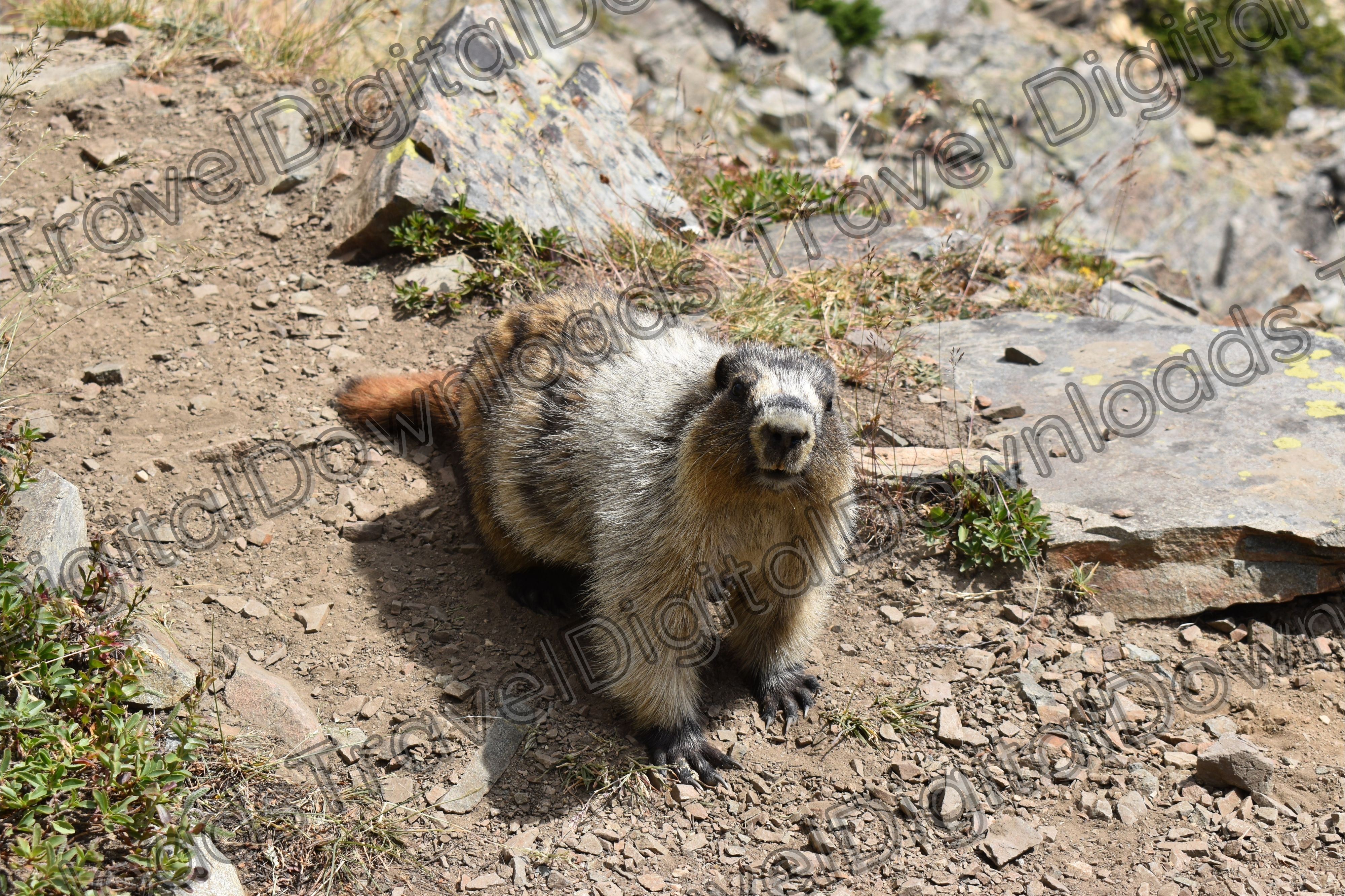 Glacier National Park Mammal- Free Download