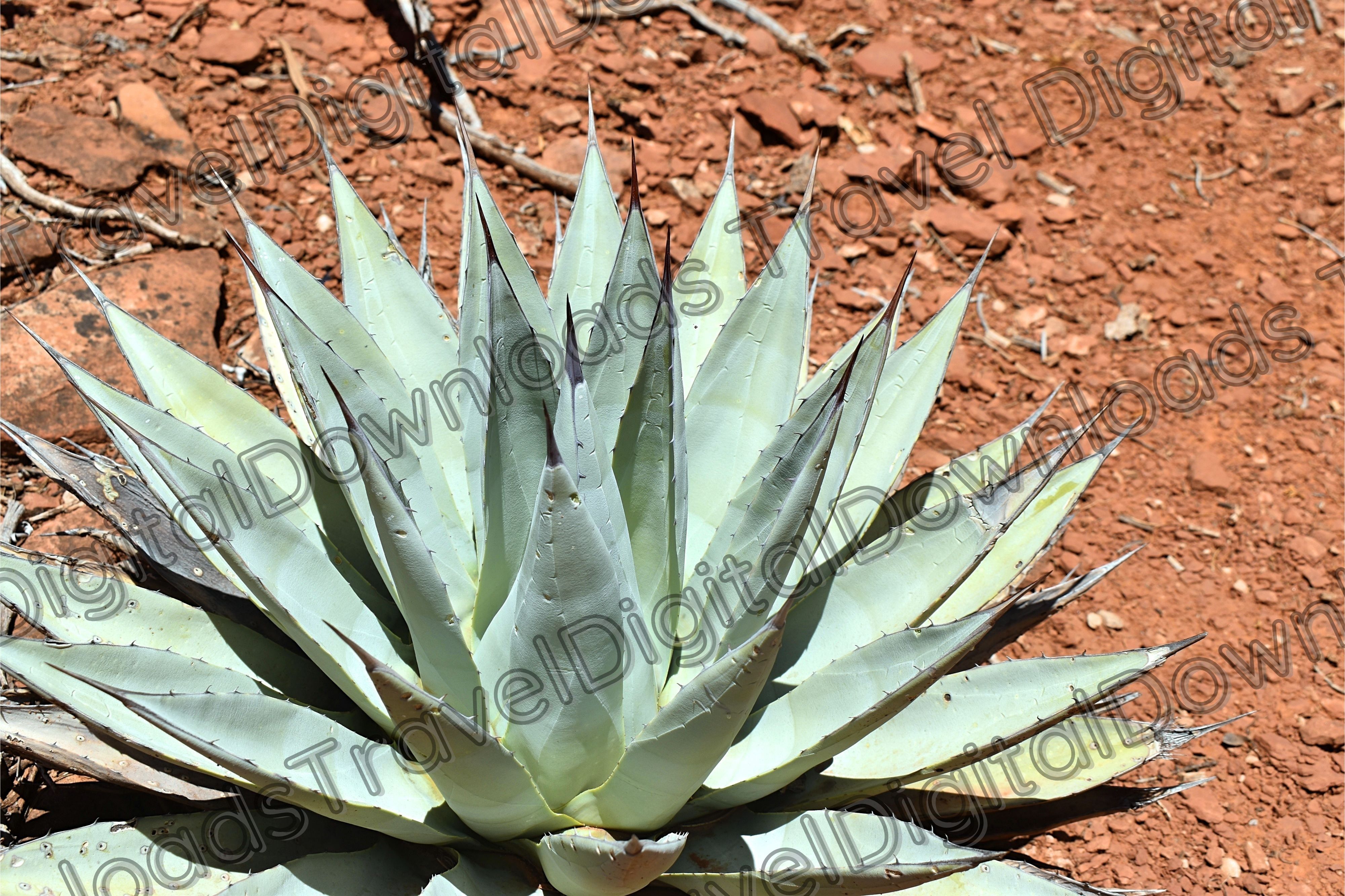 Sedona Blue Agave