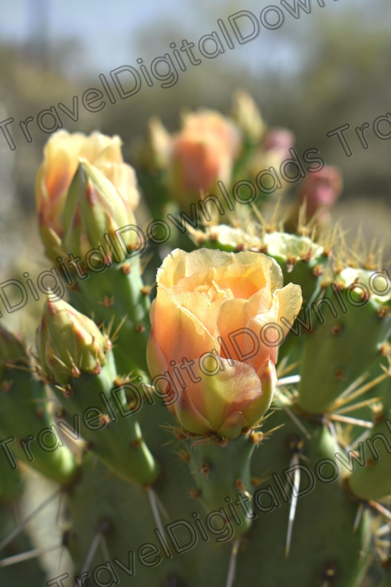 Cactus Yellow Bloom