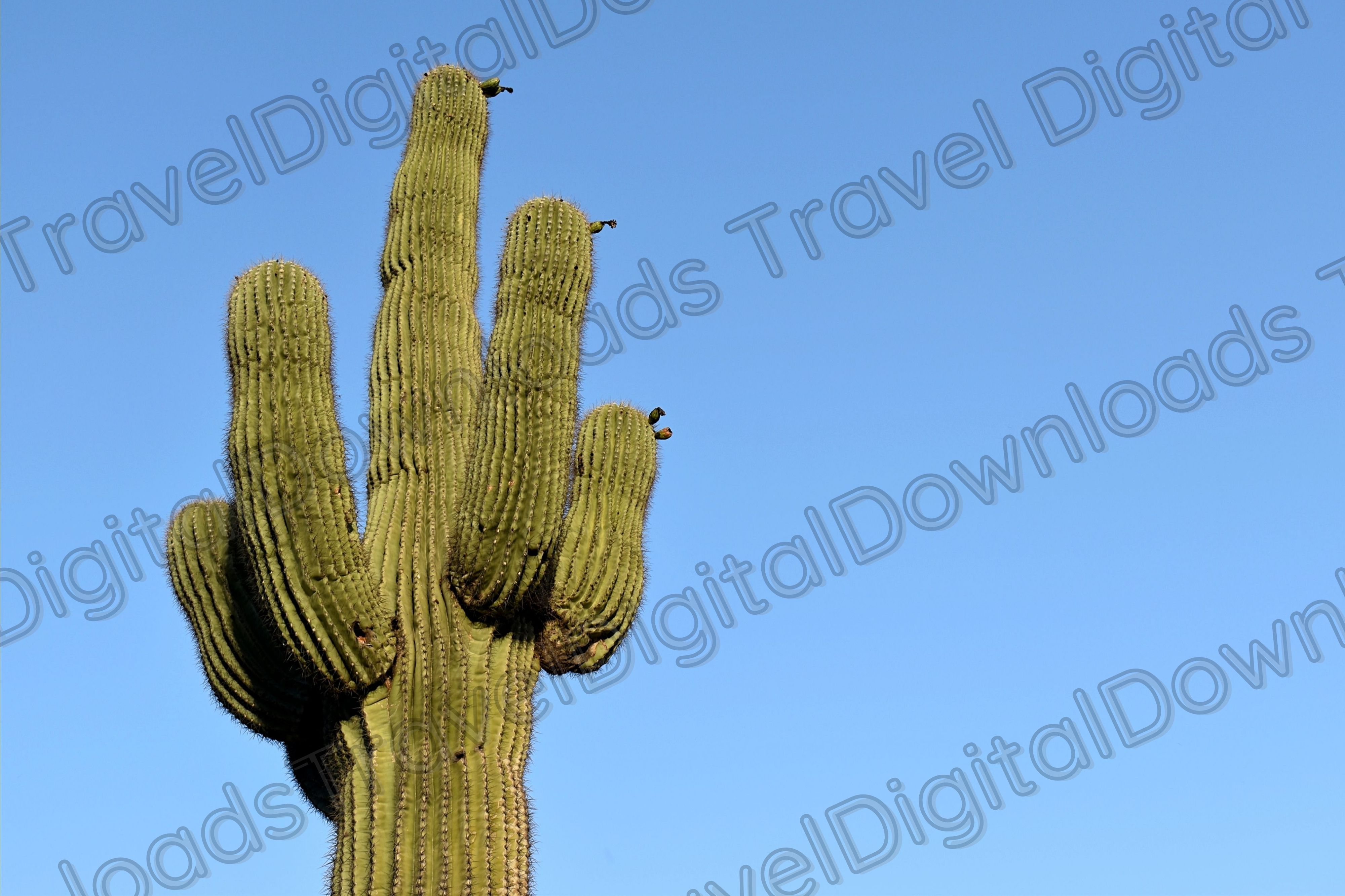 Saguaro Cactus Blue Sky