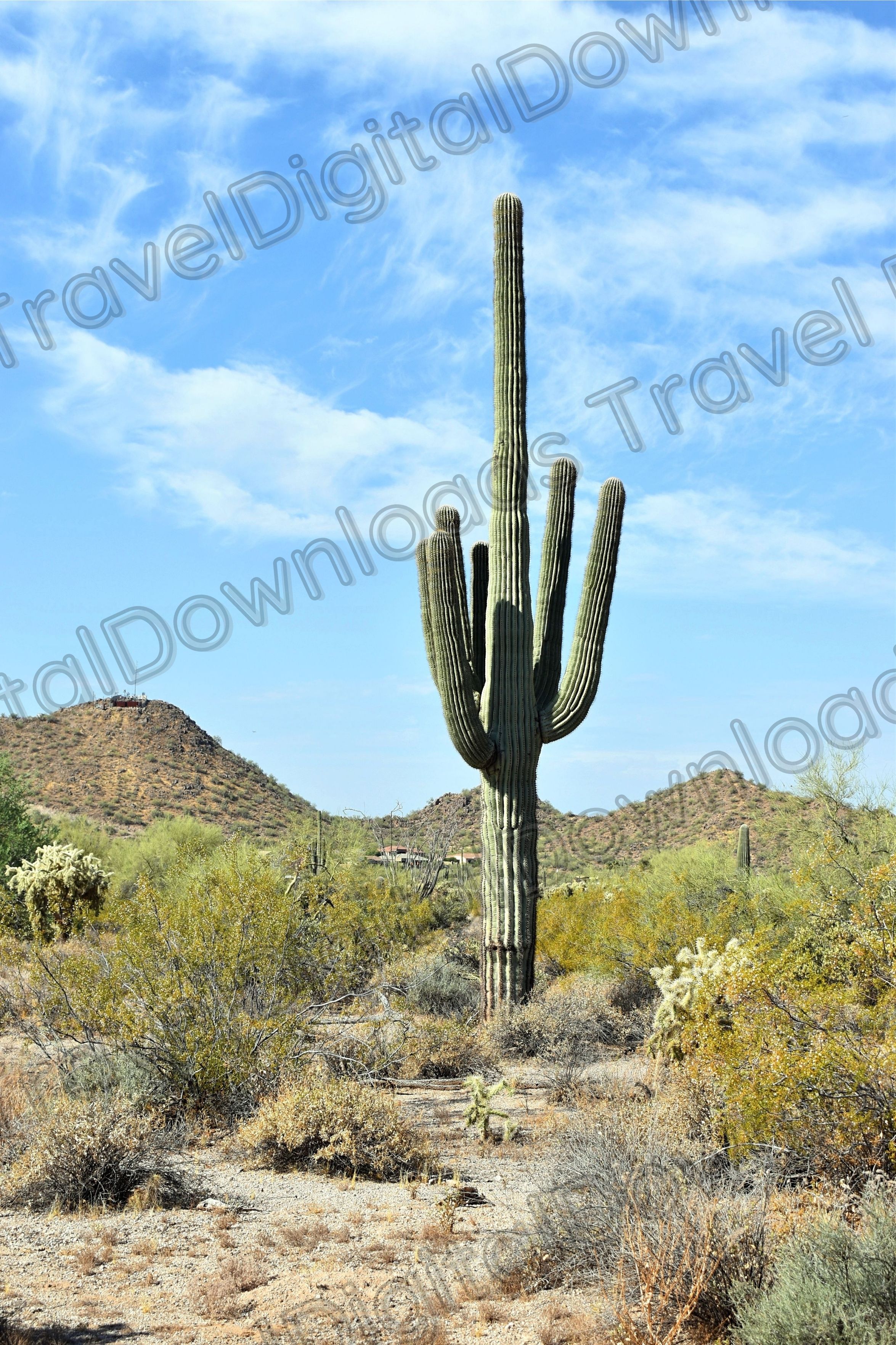 Saguaro Cactus Phoenix